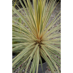 Cordyline australis - 17-20cm Pot