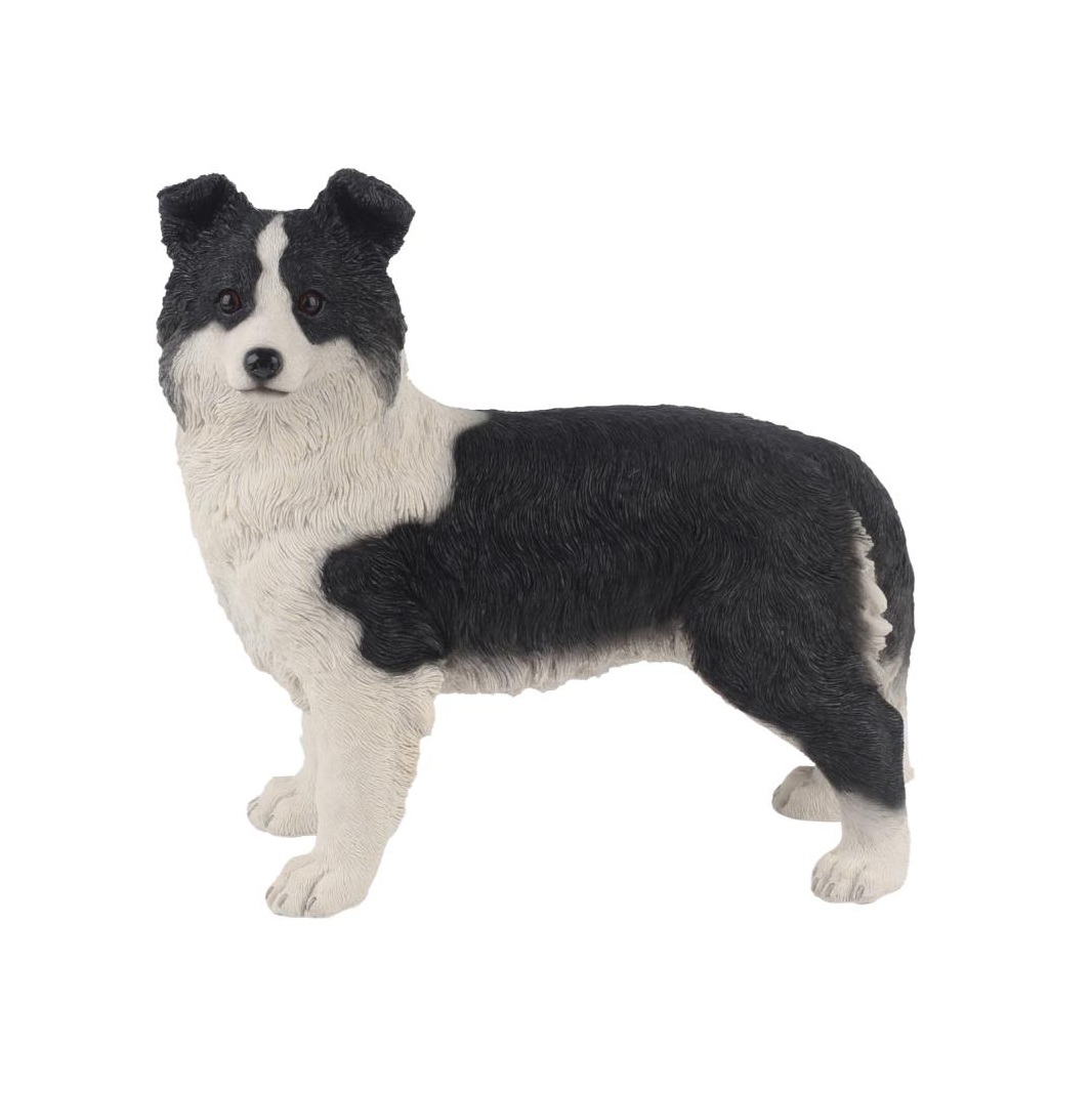 Standing Border Collie