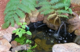 Display Pond